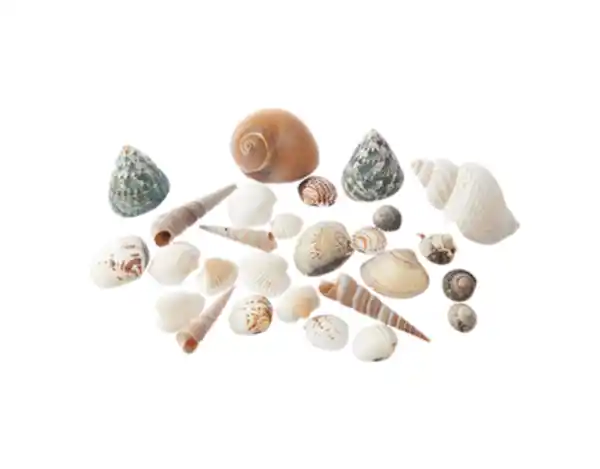 Bild 1 von Muscheln