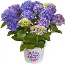 Bild 1 von Gartenhortensie Hydrangea mac. Diva Fiore H ca. 30 cm 23 cm Topf