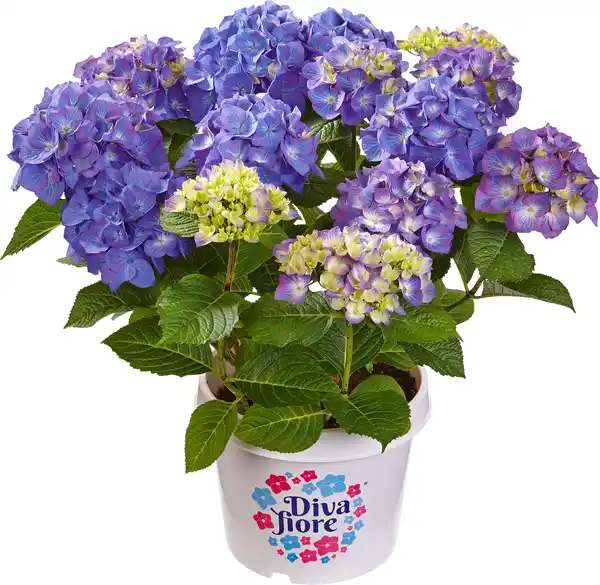 Bild 1 von Gartenhortensie Hydrangea mac. Diva Fiore H ca. 30 cm 23 cm Topf