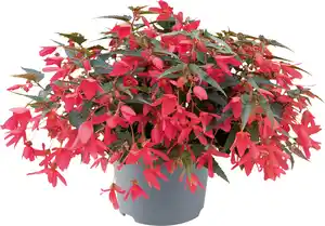 Begonie Begonia Semperflorens 13 cm Topf