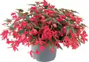 Bild 1 von Begonie Begonia Semperflorens 13 cm Topf