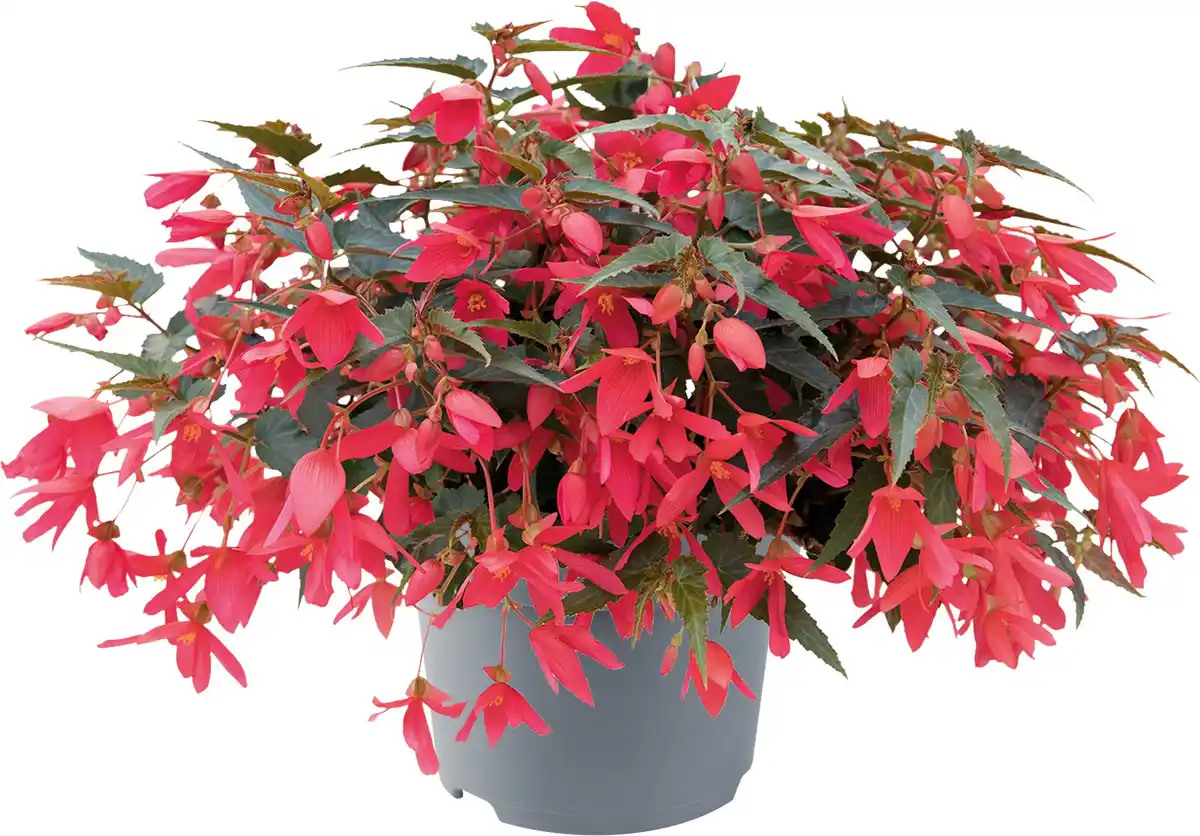 Bild 1 von Begonie Begonia Semperflorens 13 cm Topf