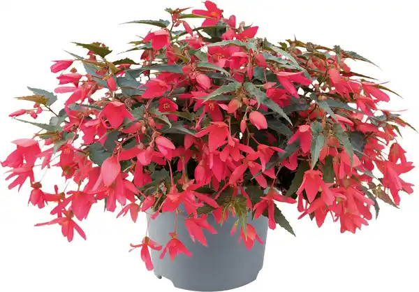 Bild 1 von Begonie Begonia Semperflorens 13 cm Topf