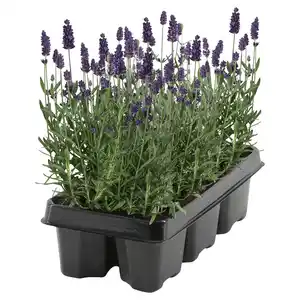 GARDENLINE Lavendel 6er Tray