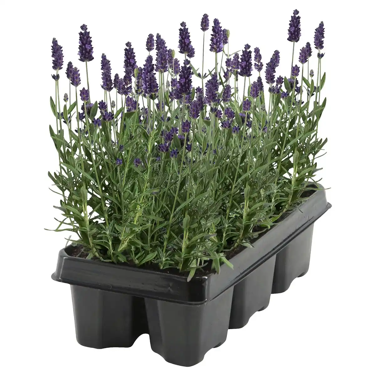 Bild 1 von GARDENLINE Lavendel 6er Tray