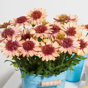 Kapkörbchen in Sorten Osteospermum H 25 cm+ 5 L Container