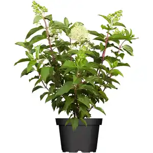Rispenhortensie-Mix Höhe ca. 30 - 40 cm Topf ca. 5 l Hydrangea paniculata