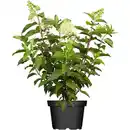 Bild 1 von Rispenhortensie-Mix Höhe ca. 30 - 40 cm Topf ca. 5 l Hydrangea paniculata