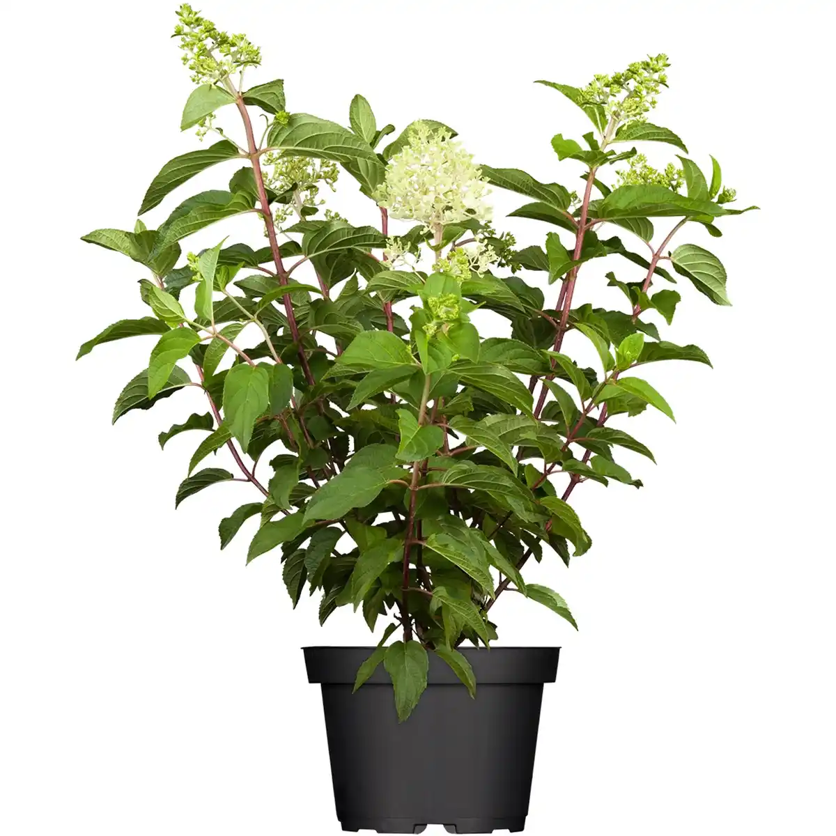 Bild 1 von Rispenhortensie-Mix Höhe ca. 30 - 40 cm Topf ca. 5 l Hydrangea paniculata