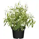 Bild 1 von toom Zauberschnee™ 'Diamond Frost™' weiß 12 cm Topf