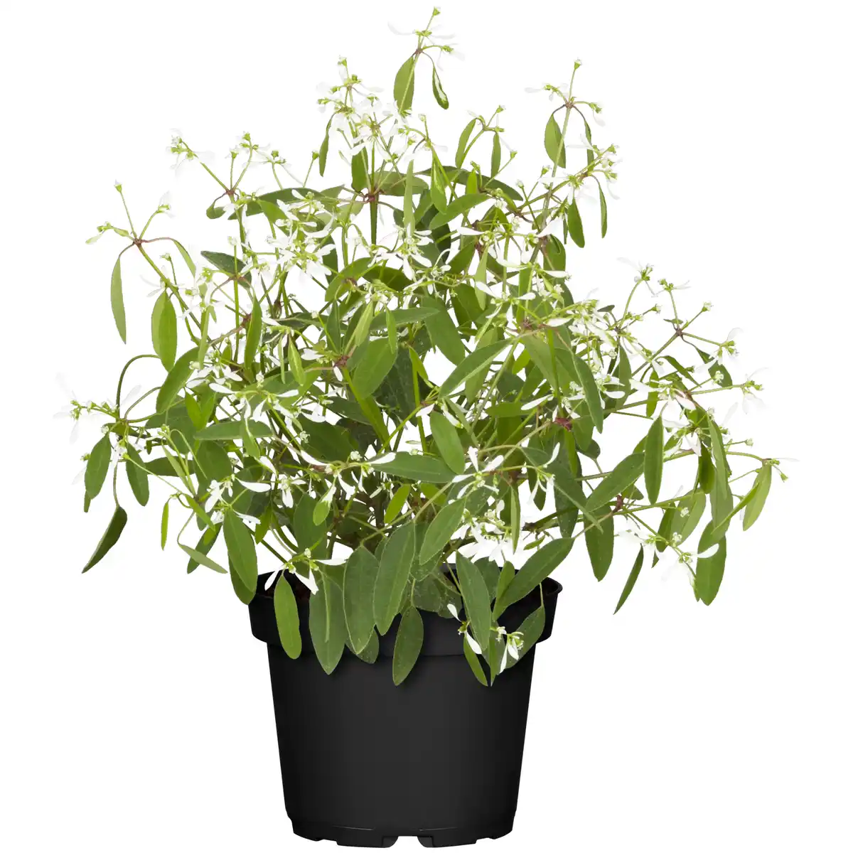 Bild 1 von toom Zauberschnee™ 'Diamond Frost™' weiß 12 cm Topf