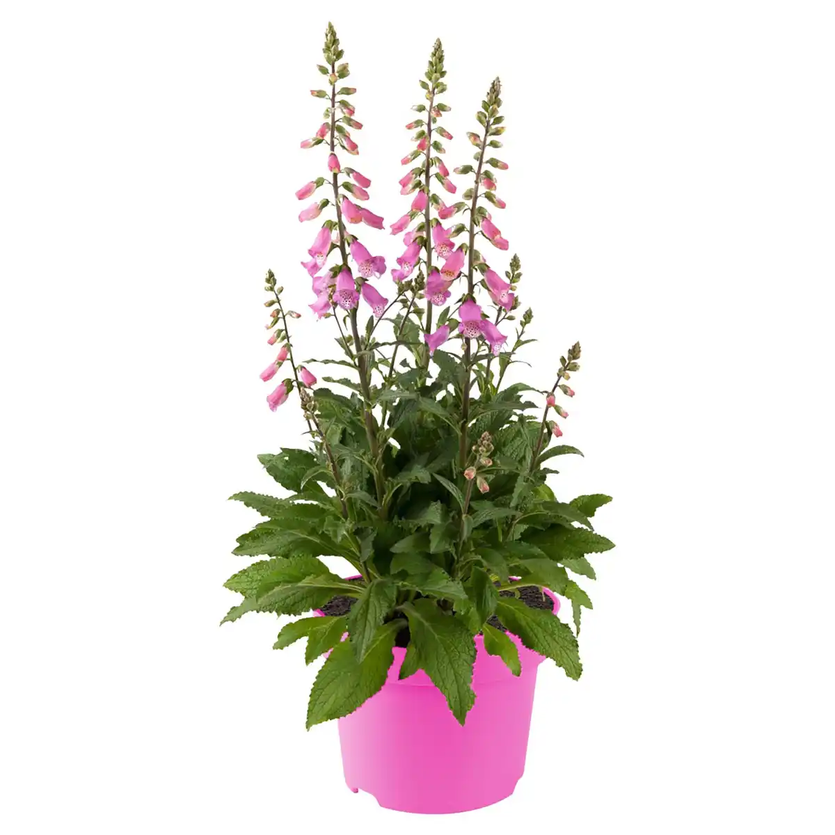 Bild 1 von GARDENLINE Fingerhut