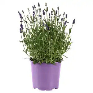 GARDENLINE Lavendel T13