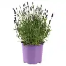 Bild 1 von GARDENLINE Lavendel T13