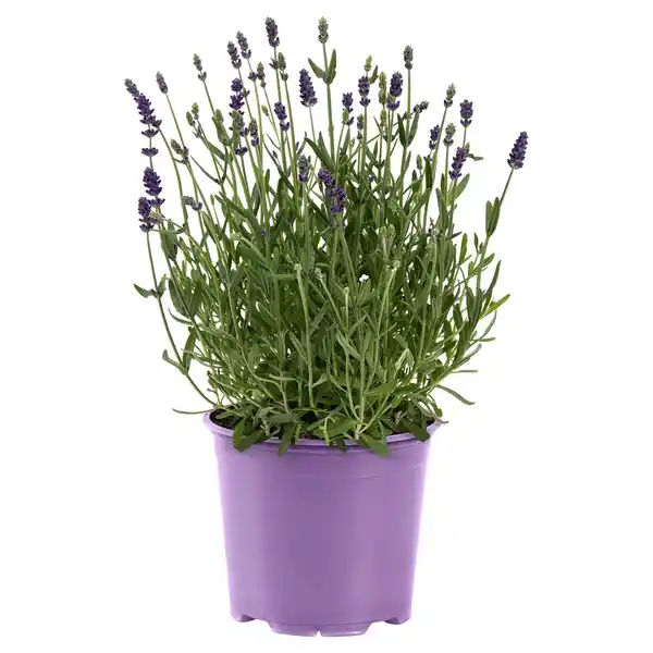 Bild 1 von GARDENLINE Lavendel T13