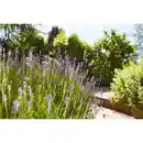 Bild 4 von GROW by OBI Echter Lavendel Topf-Ø ca. 17 cm Lavandula Angustifolia