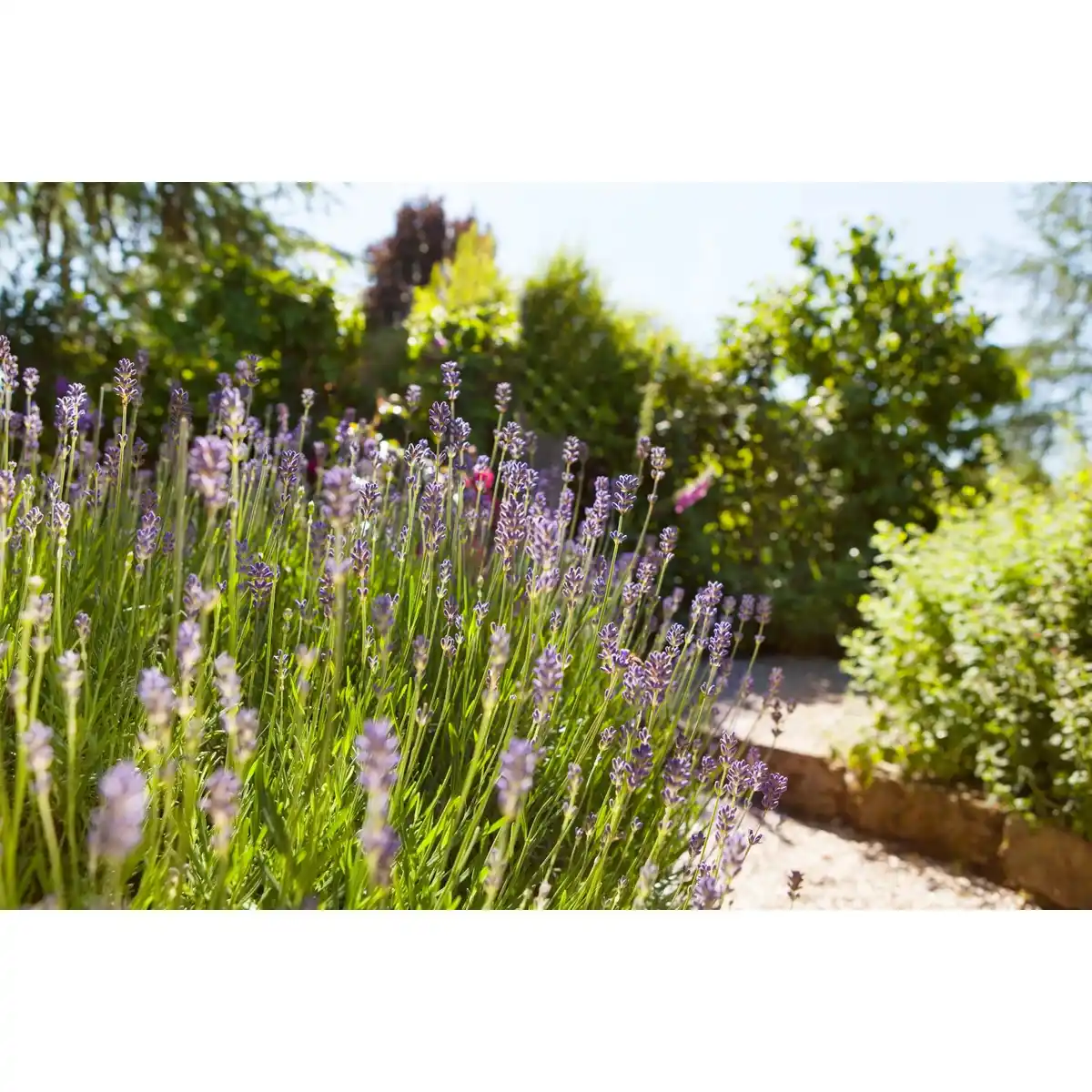 Bild 4 von GROW by OBI Echter Lavendel Topf-Ø ca. 17 cm Lavandula Angustifolia