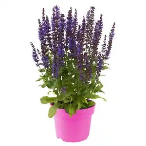 GARDENLINE Stauden Mix