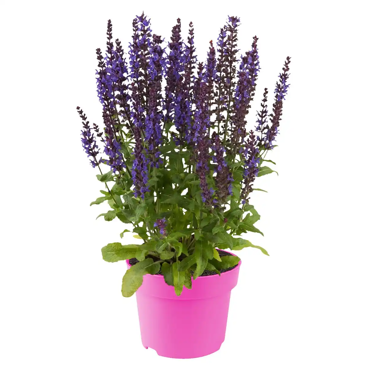 Bild 1 von GARDENLINE Stauden Mix