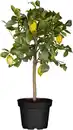 Bild 1 von Zitronenbaum Citrus Limon H ca 80 cm 23 cm Topf