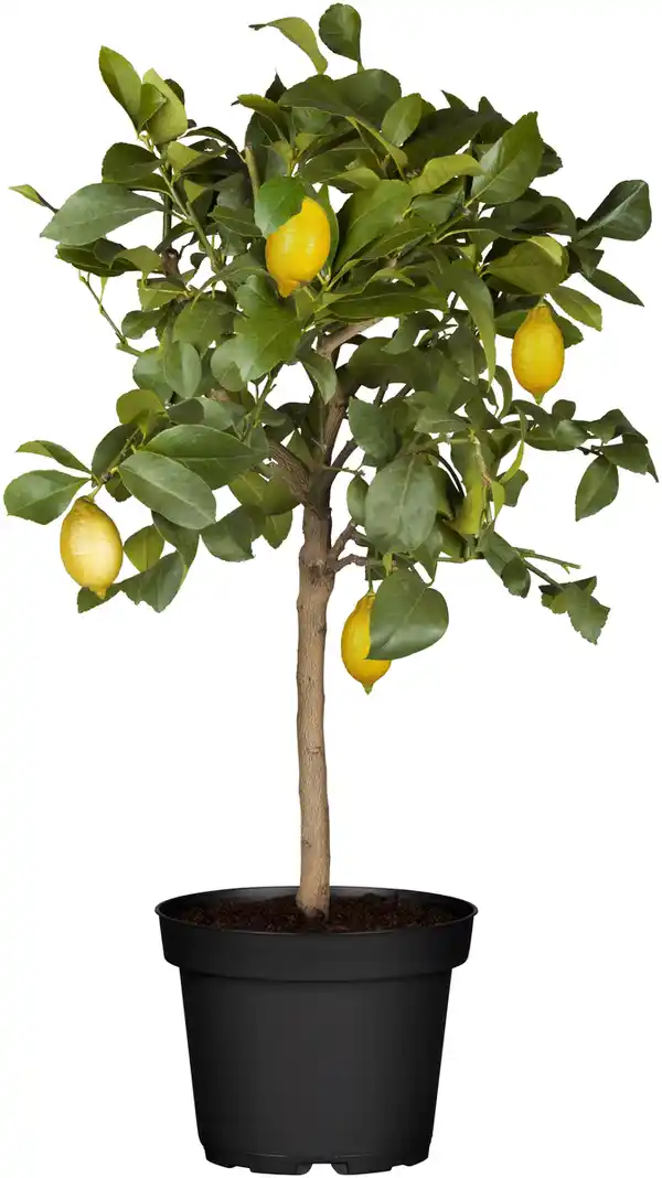 Bild 1 von Zitronenbaum Citrus Limon H ca 80 cm 23 cm Topf