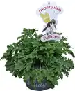 Bild 1 von Pelargonium fraveolens Duftgeranie "Mosquito Fighter" 12 cm Topf