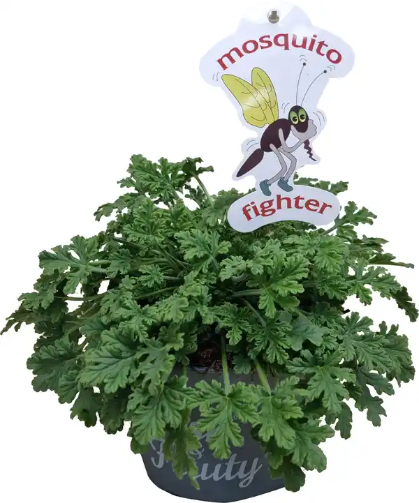 Bild 1 von Pelargonium fraveolens Duftgeranie "Mosquito Fighter" 12 cm Topf