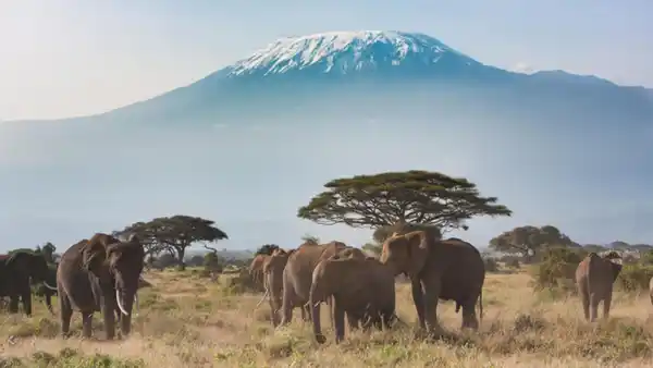 Bild 1 von Rundreisen Kenia: Zwischen wilden Tieren und weißen Stränden