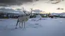 Bild 1 von Rundreisen Norwegen: Dem Nordlicht entgegen auf Pfaden aus Schnee und Stille