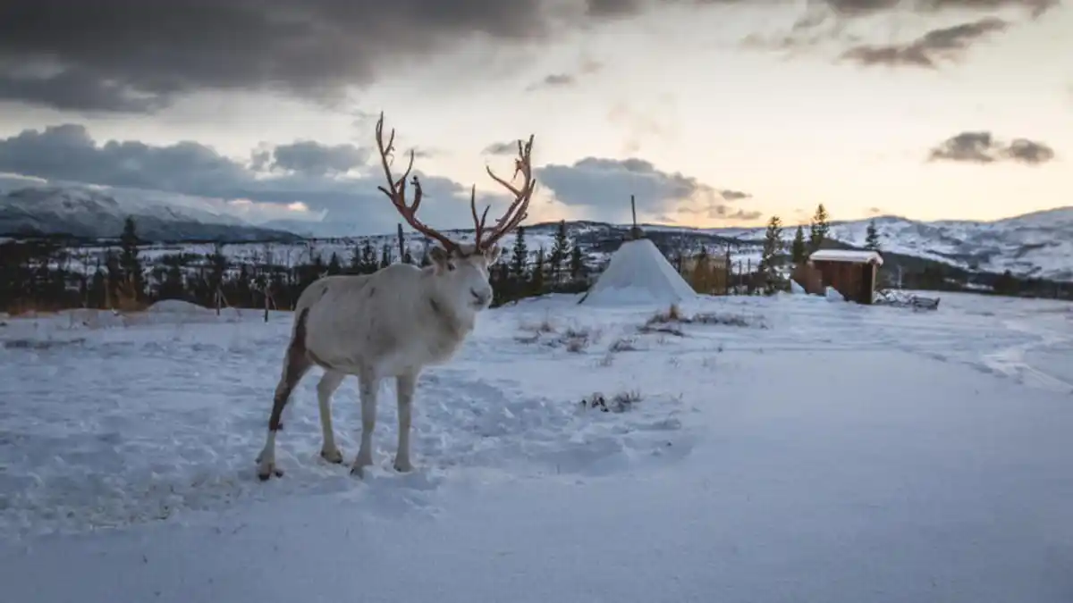 Bild 1 von Rundreisen Norwegen: Dem Nordlicht entgegen auf Pfaden aus Schnee und Stille