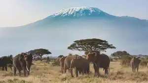 Rundreisen Kenia: Safari, Zugfahrt & Badegenuss in kleiner Gruppe