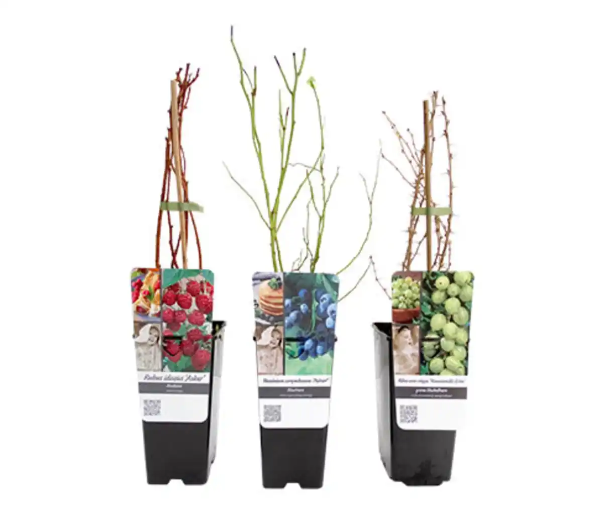 Bild 1 von Beerenobst, 3er-Set