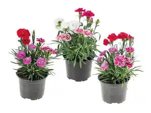 Dianthus Trio