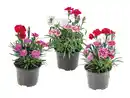 Bild 1 von Dianthus Trio