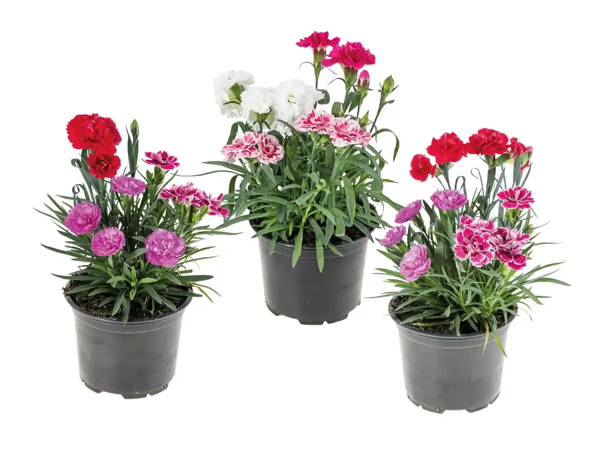 Bild 1 von Dianthus Trio