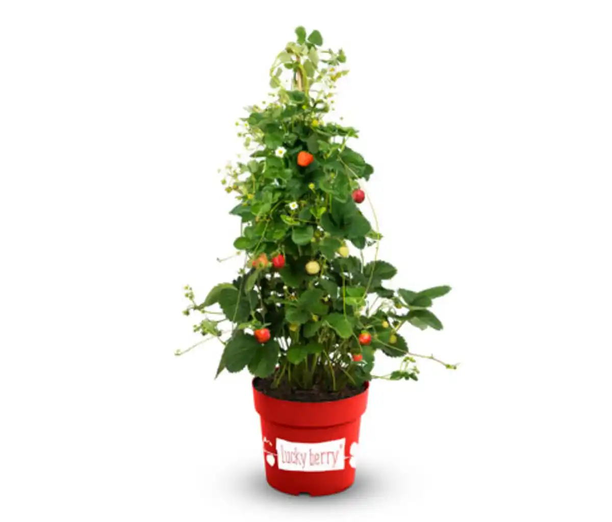 Bild 1 von Beerenstrauch Klettererdbeere