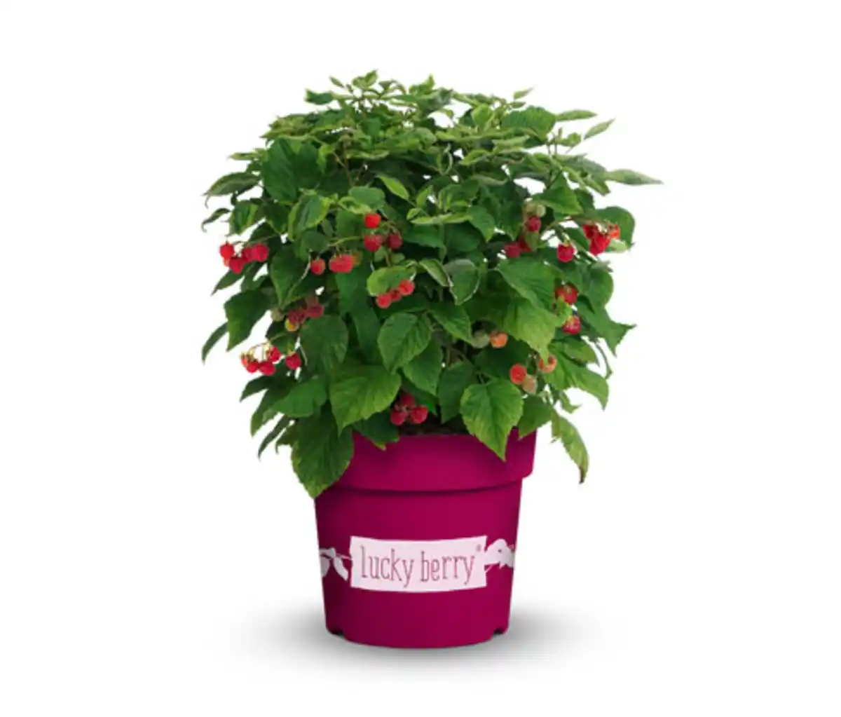 Bild 1 von Beerenstrauch Kletterhimbeere