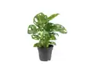 Bild 1 von Monstera