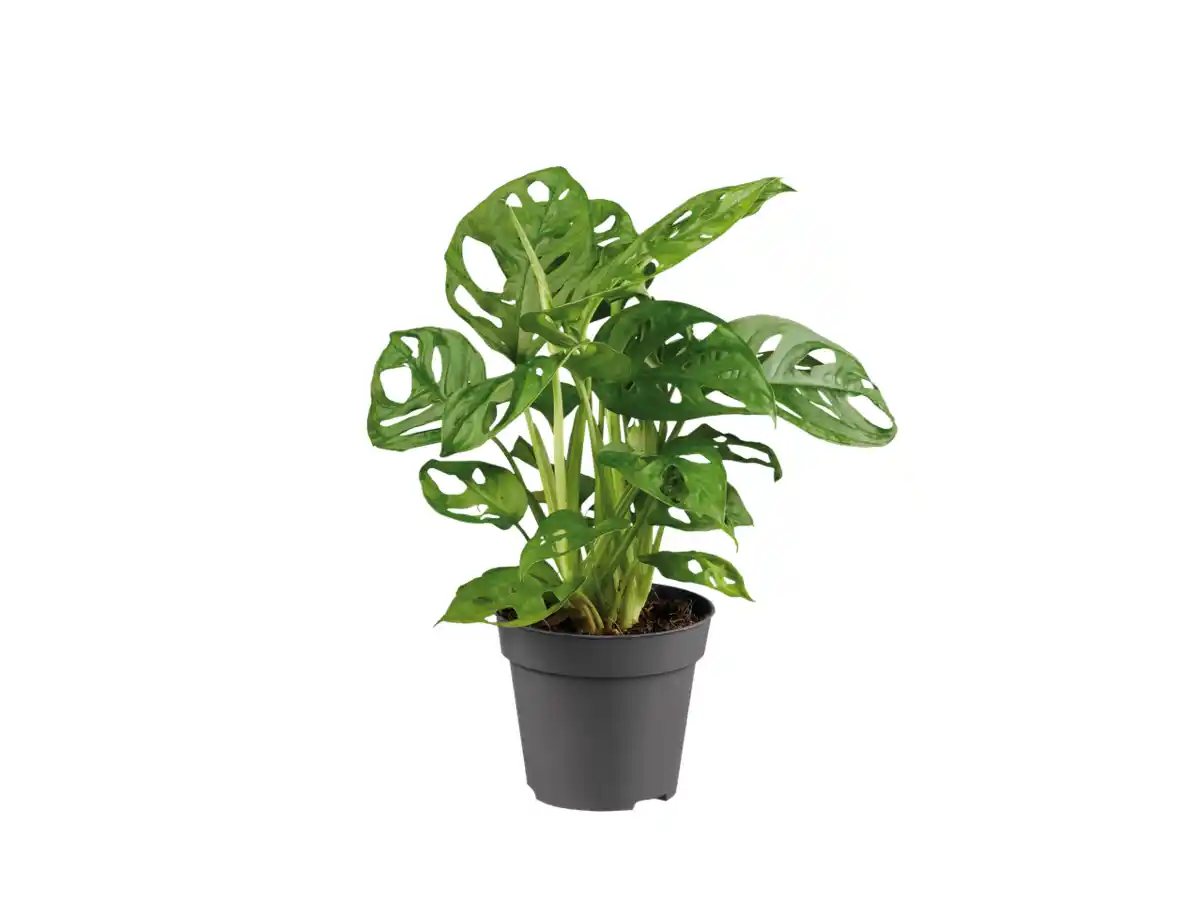 Bild 1 von Monstera