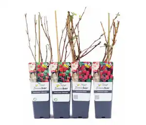 Himbeeren, 4er-Set