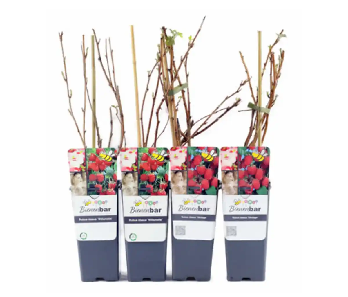 Bild 1 von Himbeeren, 4er-Set