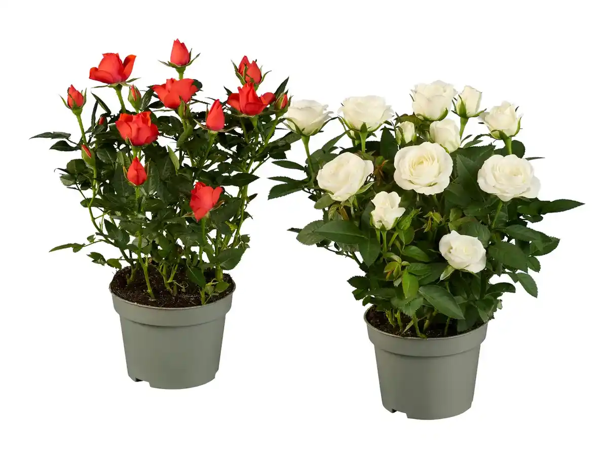 Bild 1 von Topfrosen