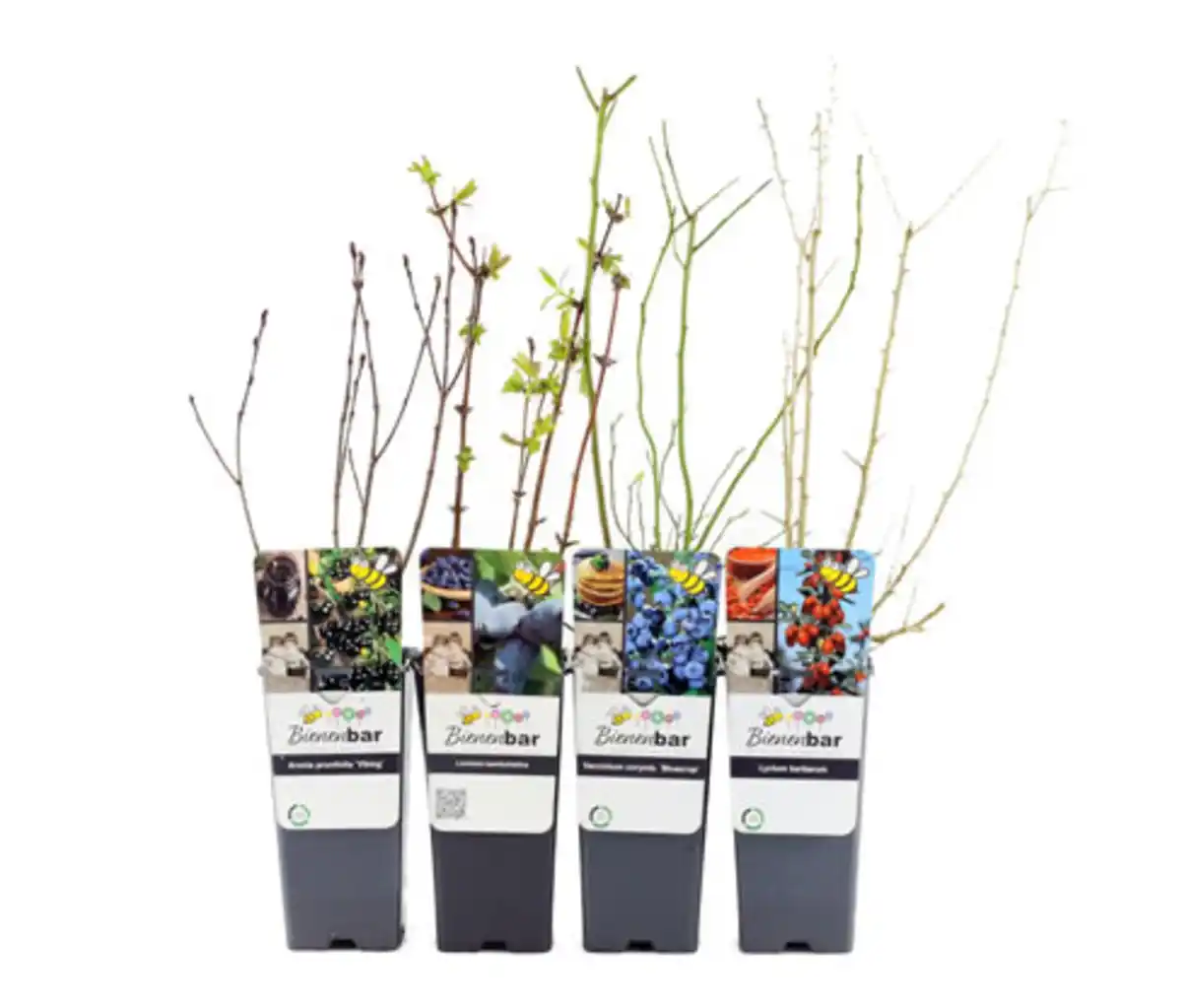 Bild 1 von Wellnessobst, 4er-Set