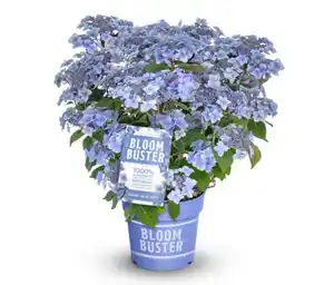 Rispenhortensie »Bloombuster« in blau