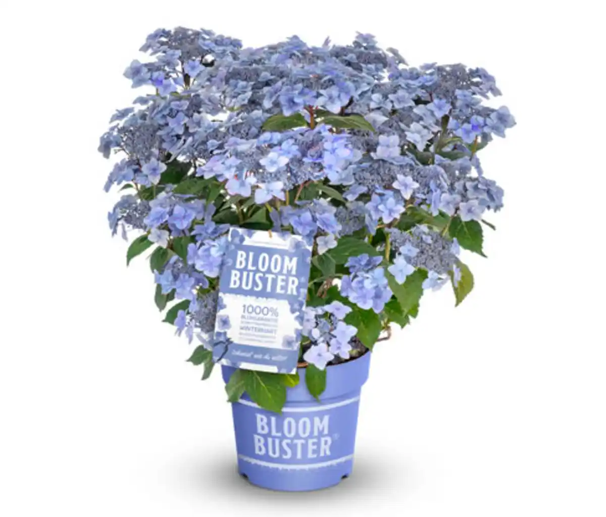 Bild 1 von Rispenhortensie »Bloombuster« in blau