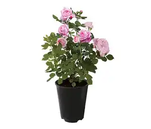 Rose »Gräfin Marie Henriette«