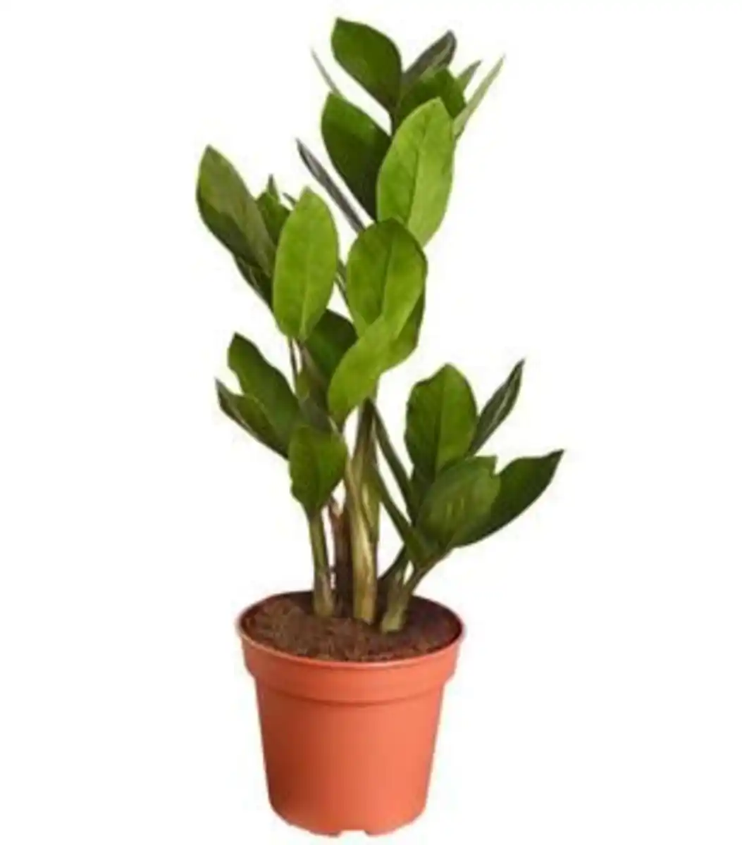 Bild 1 von Glücksfeder - Zamioculcas zamiifolia