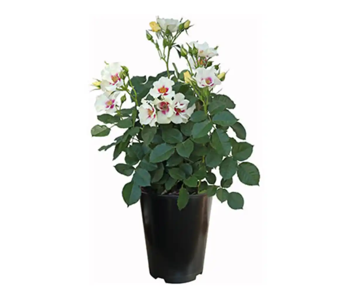 Bild 1 von Rose »See you in purple«