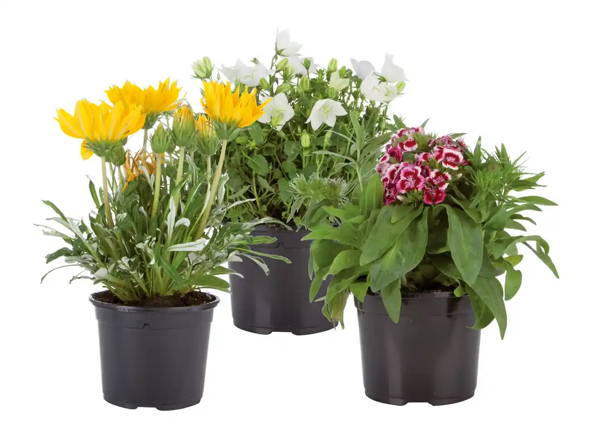 Bild 1 von Sommerblüher & Stauden