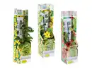 Bild 1 von Thunbergia-Kletterpflanze